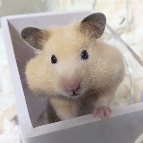 ジョイフル本田 ハムスターを取り扱ってる店舗一覧 22年 ハムペディア